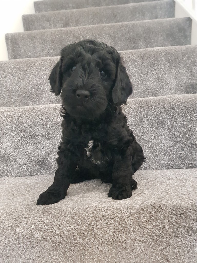 cheap cockapoo puppies for sale
